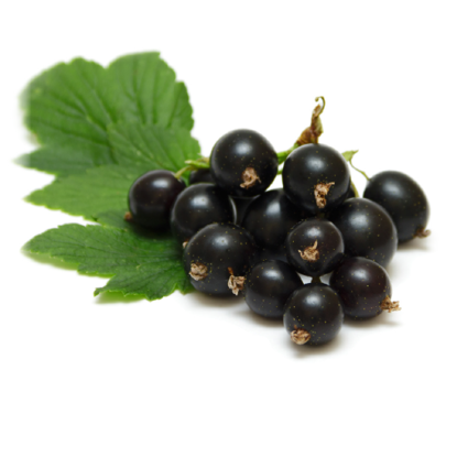 Picture of Black Currant